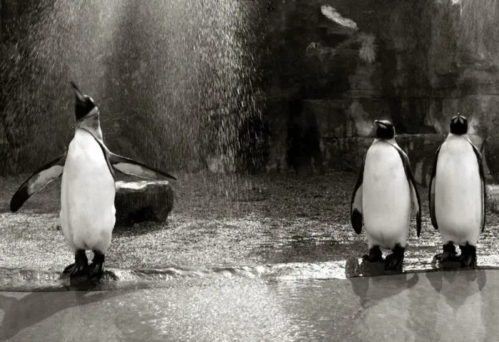 Framed Print : A Penguin flapping his wings as he gets a shower in the rain at Bristol zoo August Framed Print : A Penguin flapping his wings as he gets a shower in the rain at Bristol zoo August