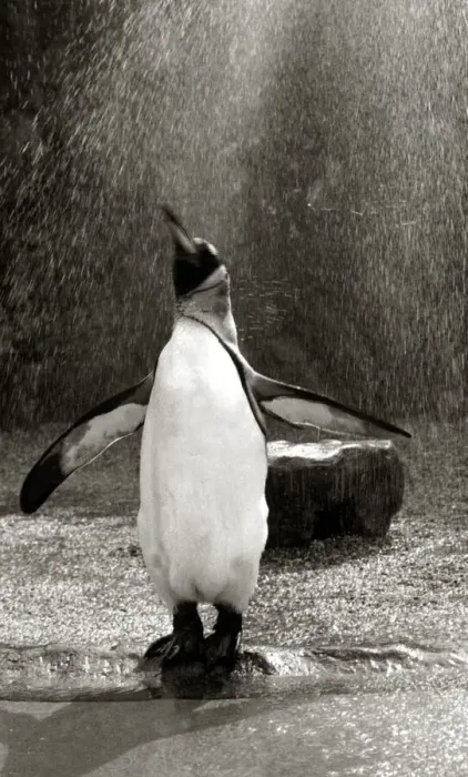 Framed Print : A Penguin flapping his wings as he gets a shower in the rain at Bristol zoo August