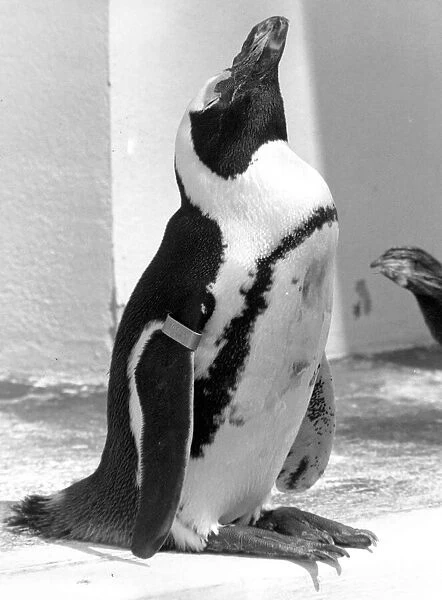 Penguin at London Zoo enjoying the weather. 15th May 1992 P044321