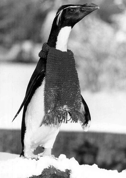 Penguin Rocky in his donated scarf to keep out the chill of the Arctic