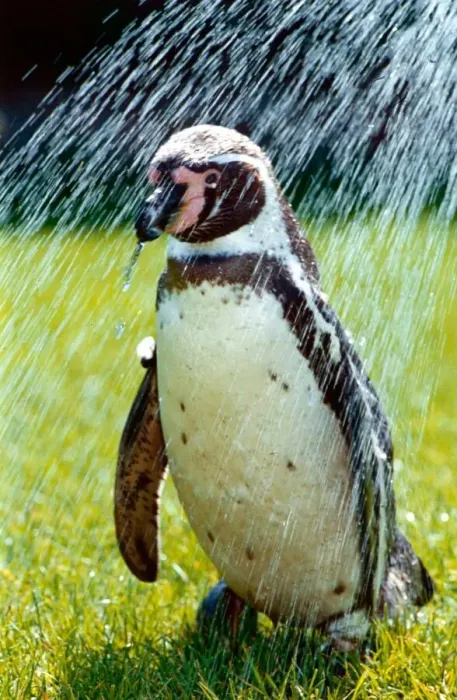 Framed Print : Penguin taking a shower May 1992 A©Mirrorpix Framed Print : Penguin taking a shower May 1992 A©Mirrorpix