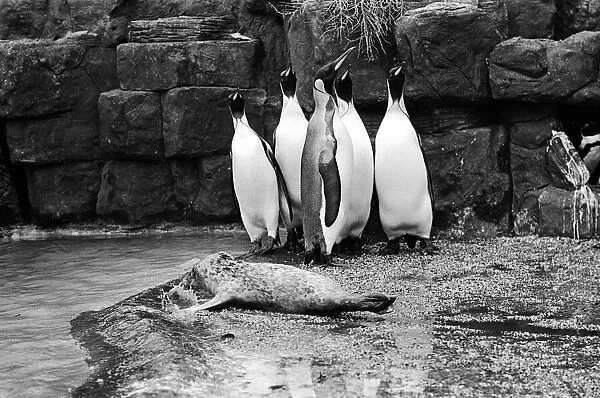 Penguins do their best to ignore a baby seal at Zoo 23rd November 1969