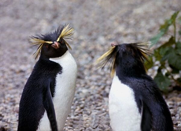 Penguins at Chester Zoo July 1969