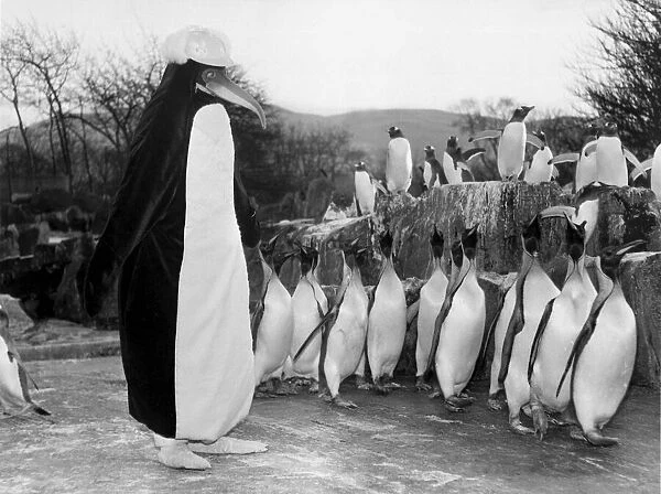 The penguins at Edinburgh Zoo can t believe their eyes as they face up to the new