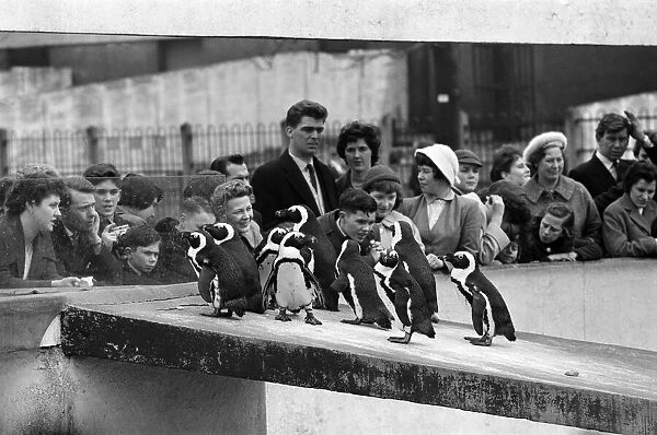 Penguins at London Zoo. 31st March 1959