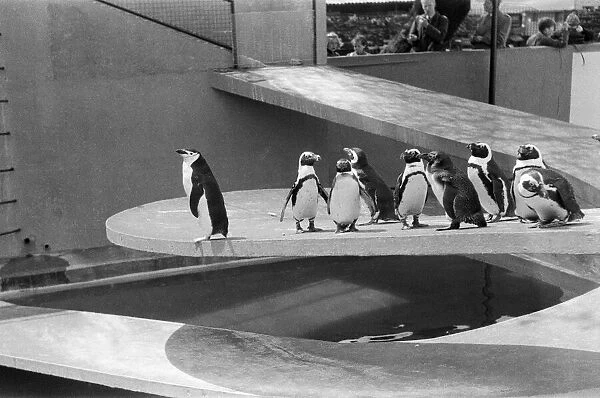 Penguins in the Penguin Pool at London Zoo. 16th May 1955