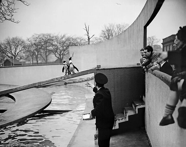 Penguins in the Penguin Pool at London Zoo. 20th January 1954
