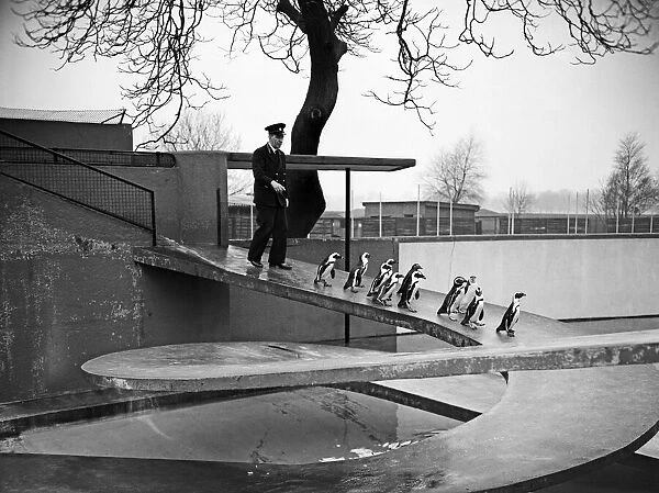 Penguins in the Penguin Pool at London Zoo. 20th January 1954