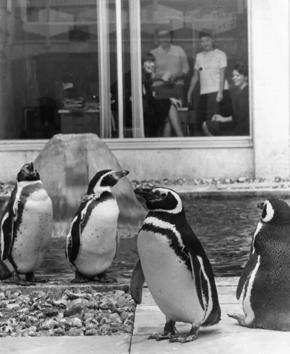 Framed Print : Penguins by their pool being watched by office girls through the window