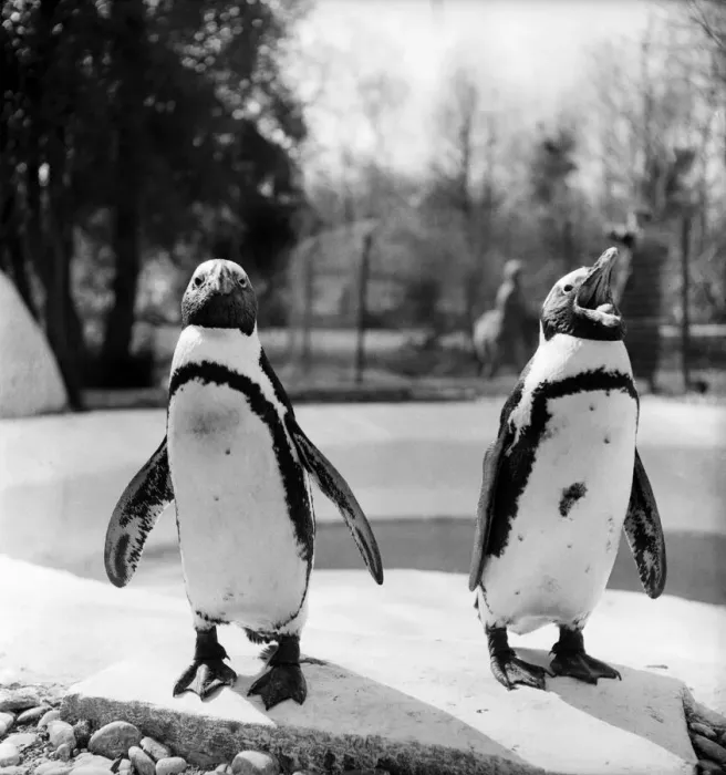 Framed Print : Penguins at Primley Zoo, Devon. April 1953 D1816-001 Framed Print : Penguins at Primley Zoo, Devon. April 1953 D1816-001