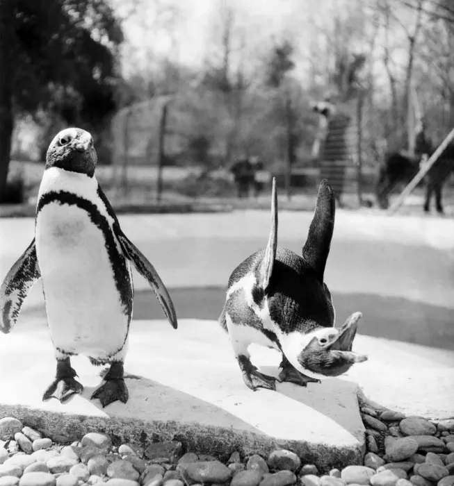 Framed Print : Penguins at Primley Zoo, Devon. April 1953 D1816