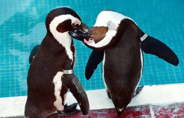 Framed Print : These two penguins have a romantic moment at the pool in London Zoo