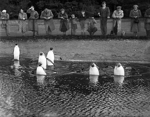 Penguins at Whipsnade Zoo, Bedfordshire. 18th September 1952