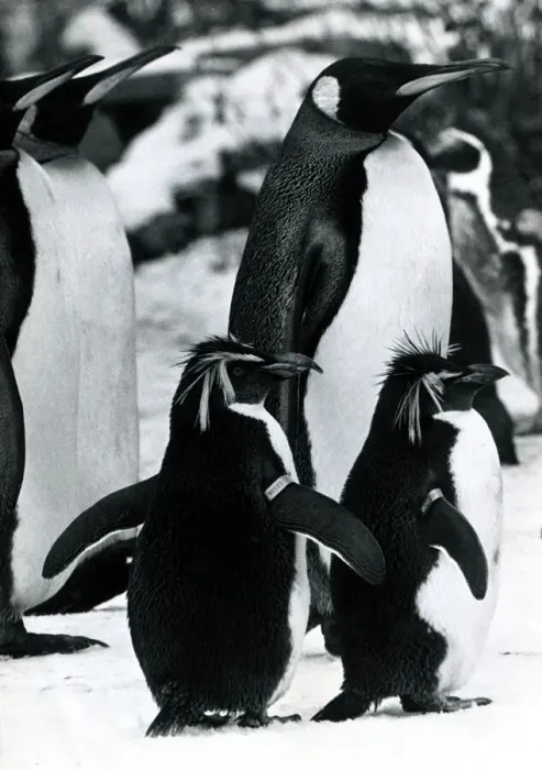 Framed Print : Penguins at Whipsnade Zoo in Bedfordshire In the snow Snowy wintry winter Framed Print : Penguins at Whipsnade Zoo in Bedfordshire In the snow Snowy wintry winter