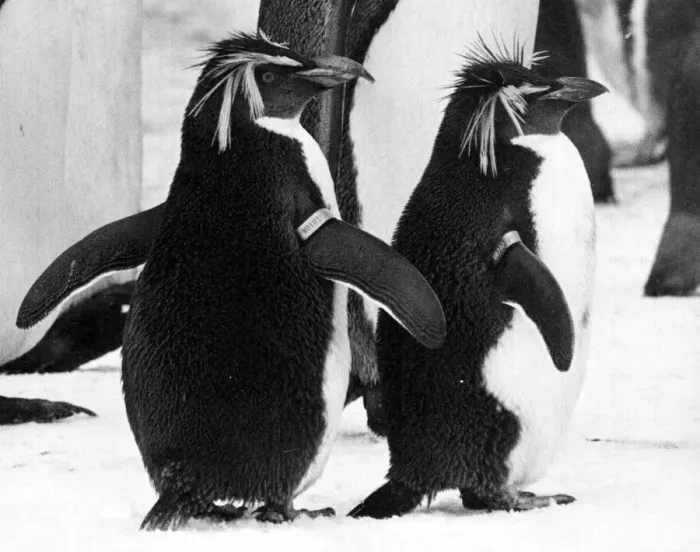 Framed Print : Penguins at Whipsnade Zoo. January 1985 85-102-31A P044340 Framed Print : Penguins at Whipsnade Zoo. January 1985 85-102-31A P044340