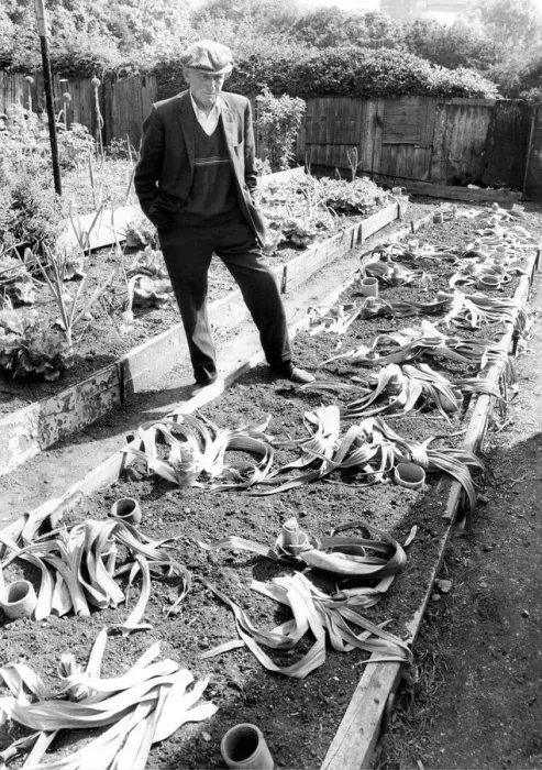 Framed Print : Pensioner John Potter has lost the heart for his life-long hobby of kleek growing after Framed Print : Pensioner John Potter has lost the heart for his life-long hobby of kleek growing after