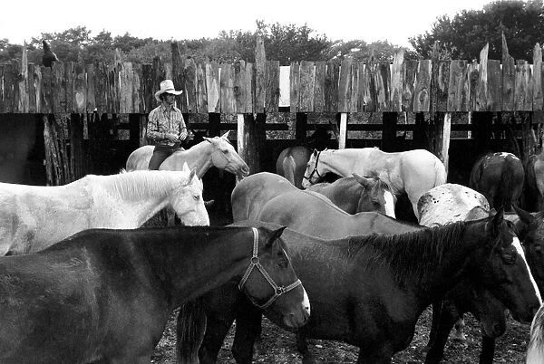 People: Cowboys with horses at a ranch in the USA. December 1980 80-07236-001