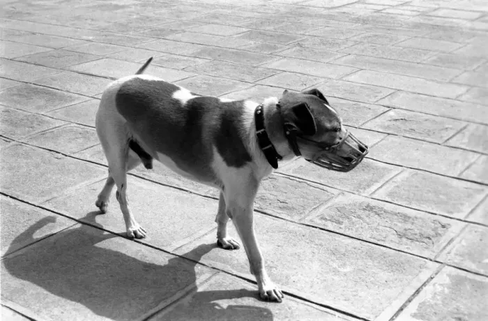 Framed Print : People: Culture: General scenes in Venice. All dogs have to wear a muzzle in the streets Framed Print : People: Culture: General scenes in Venice. All dogs have to wear a muzzle in the streets