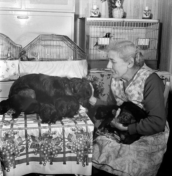 People elderly with animals. An old woman with her pet dogs at home
