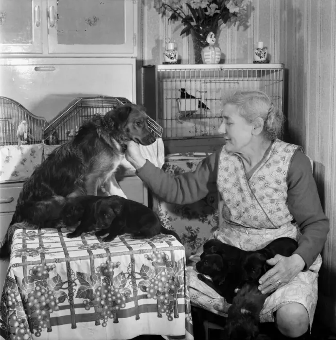 Framed Print : People elderly with animals. An old woman with her pet dogs at home
