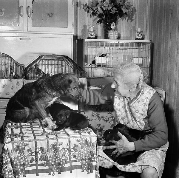 People elderly with animals. An old woman with her pet dogs at home. November 1969 Z11083