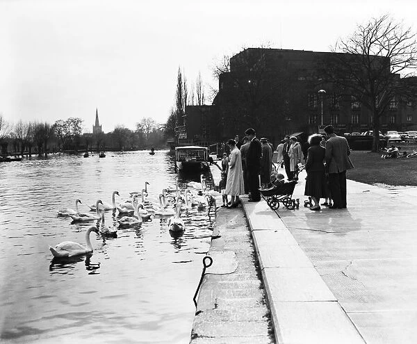 People feeding swans, Stratford-upon-Avon, Warwickshire. 6th April 1959