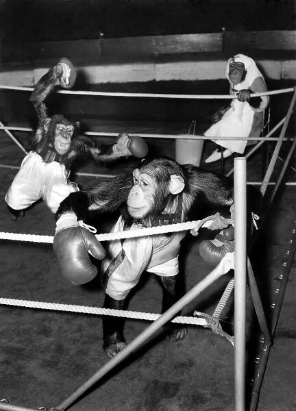 Peppe the chimp wearing gloves as fights another chimp in the ring during a boxing match