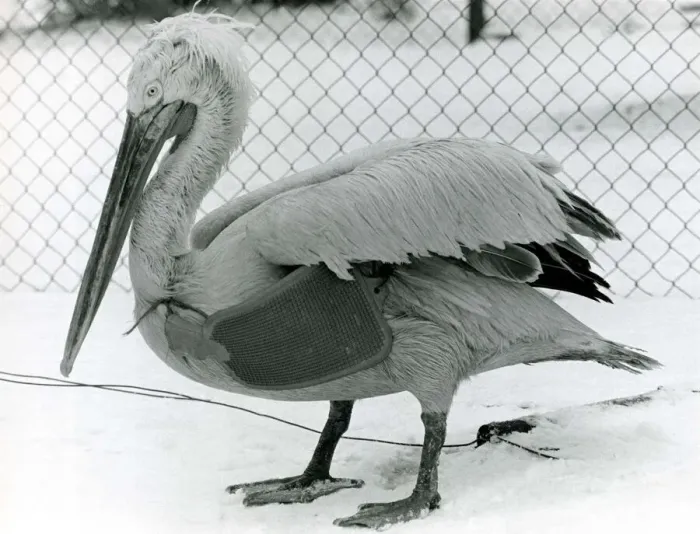 Framed Print : Percy the elderly Pelican with a hot water bottle tucked under his wing January Framed Print : Percy the elderly Pelican with a hot water bottle tucked under his wing January