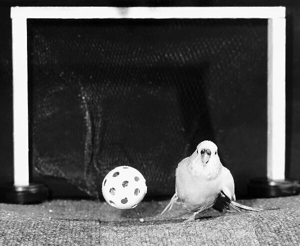 Percy the football playing Budgie 1988