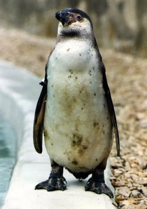 Framed Print : Percy the penguin at Cotswold Life Park. 3rd April 1990 P044353 Framed Print : Percy the penguin at Cotswold Life Park. 3rd April 1990 P044353
