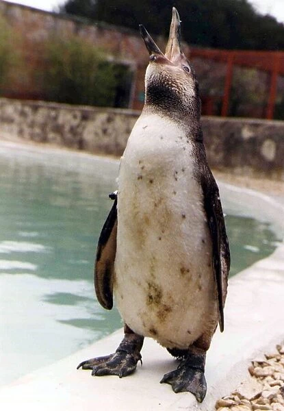 Percy the penguin at Cotswold Life Park. 3rd April 1990 P044352