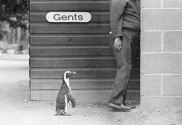 Percy the Penguin at Drayton Manor Park Zoo in Tamworth, Staffs September 1971