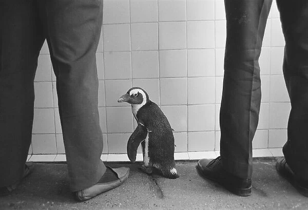Percy the Penguin at Drayton Manor Park Zoo in Tamworth, Staffs September 1971