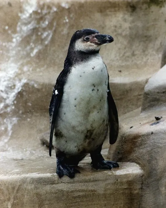 Framed Print : Percy the Penguin is the last surviving Penguin at the Cotswold Wildlife Park in Burford