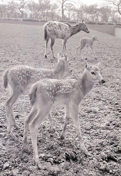 The Pere David Deer at Chester Zoo May 1966 A©Mirrorpix