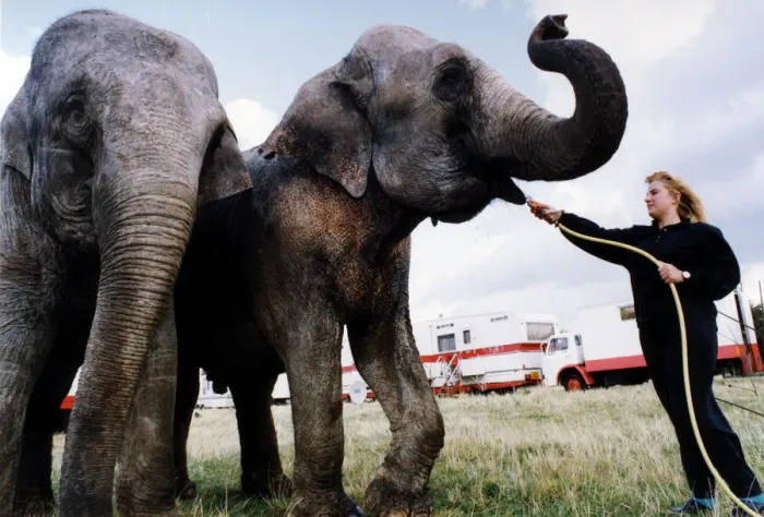 Framed Print : Performing circus elephants Nepal and Baby being given a drink by Carolyn Roberts as they Framed Print : Performing circus elephants Nepal and Baby being given a drink by Carolyn Roberts as they