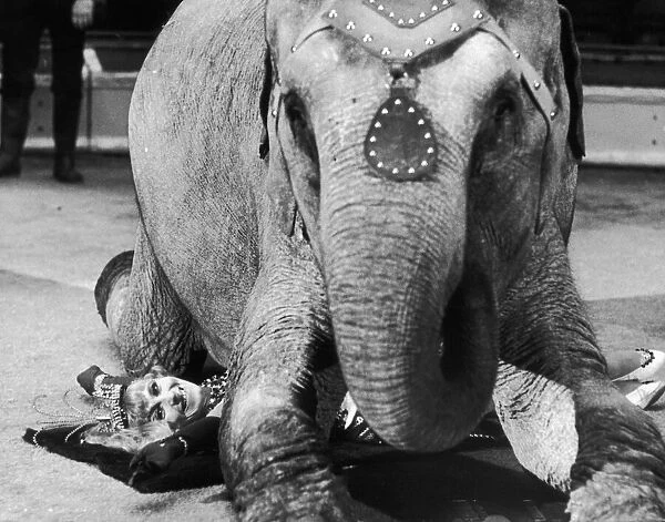 One of the performing Elephants of the Bell Vue Circus seen here during rehearsal kneeing