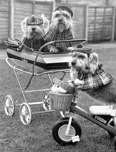 Performing terriers, Nutmeg, Bramble in the pram and Turtle on the scooter