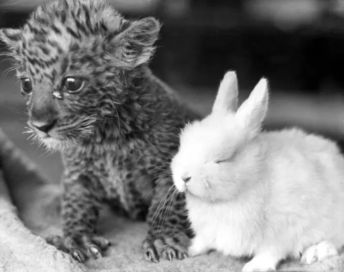 Framed Print : Pest the leopard cub and Dozy the rabbit become acquainted at Southam Farm Zoo Framed Print : Pest the leopard cub and Dozy the rabbit become acquainted at Southam Farm Zoo