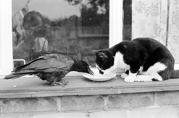 Pet crow and cat share a saucer of milk on a window ledge