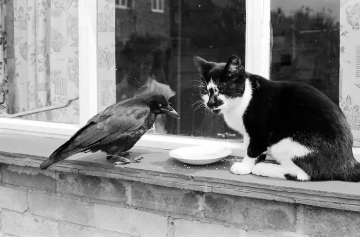 Framed Print : Pet crow and cat share a saucer of milk on a window ledge Framed Print : Pet crow and cat share a saucer of milk on a window ledge