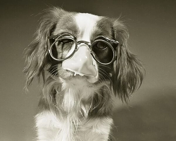 Pet Detective Douggie the Spaniel dog seen here in disguise Circa 1971