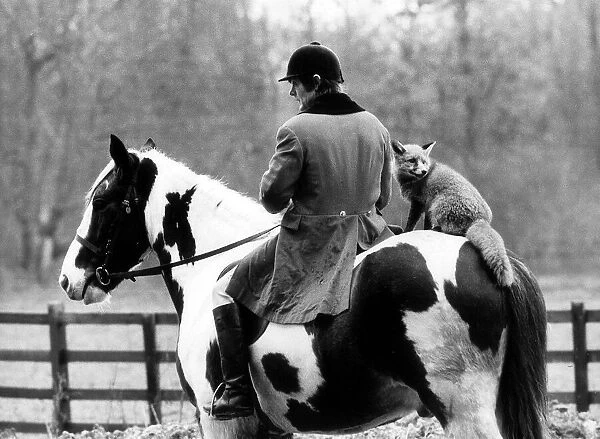 A pet Fox called Misty, Dec 1986 with its owner, on horseback