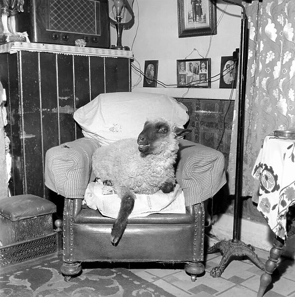 Pet lamb seen here living in the house of her owner. 1960 C34A-002