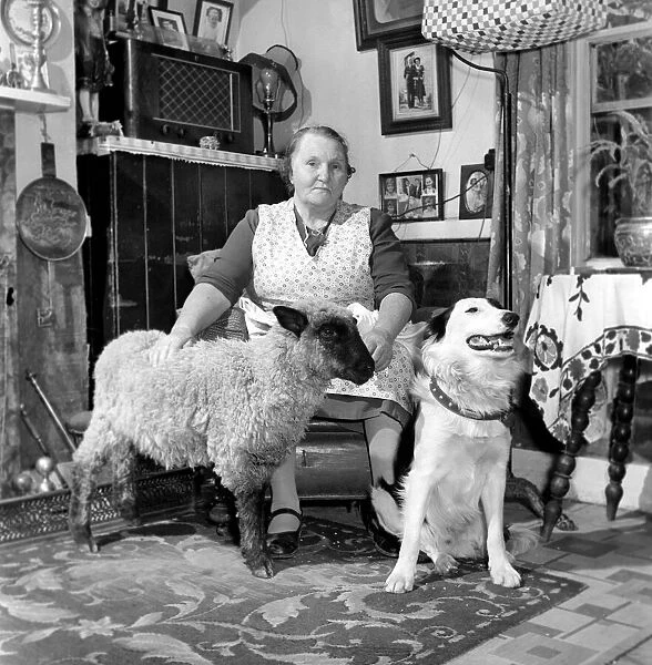 Pet lamb seen here living in the house of her owner. 1960 C34A-005