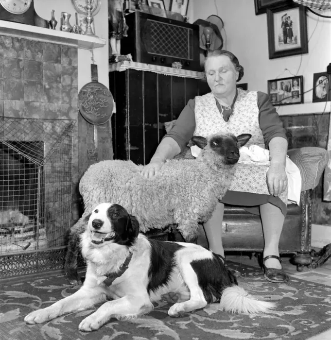 Framed Print : Pet lamb seen here living in the house of her owner. 1960 C34A-006 Framed Print : Pet lamb seen here living in the house of her owner. 1960 C34A-006