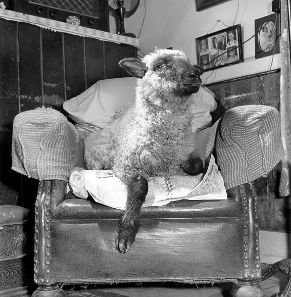 Pet lamb seen here living in the house of her owner. 1960 C34A-007