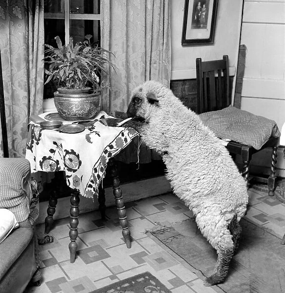 Pet lamb seen here living in the house of her owner. 1960 C34A-009