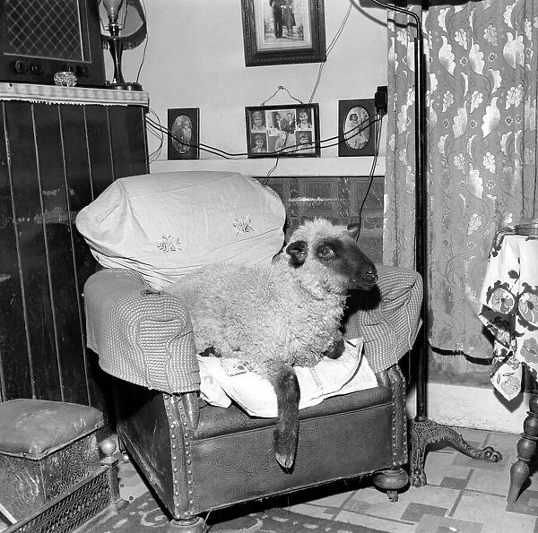 Pet lamb seen here living in the house of her owner. 1960 C34A