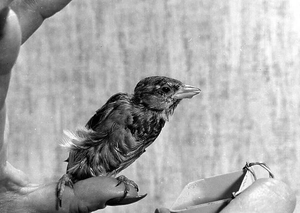 Pet sparrow sweetie 3rd October 1967 P044382